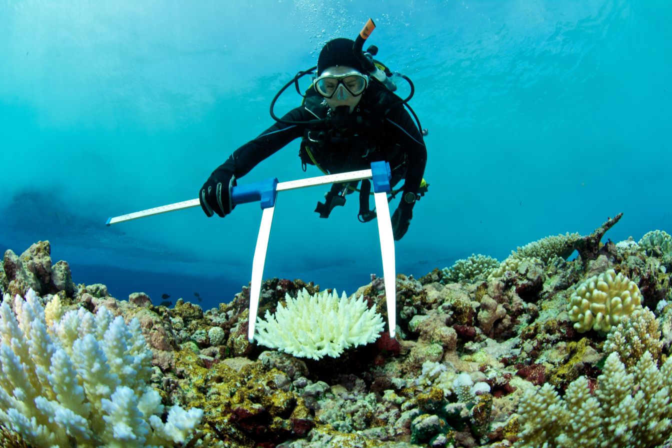 Scuba diver measuring coral in the ocean