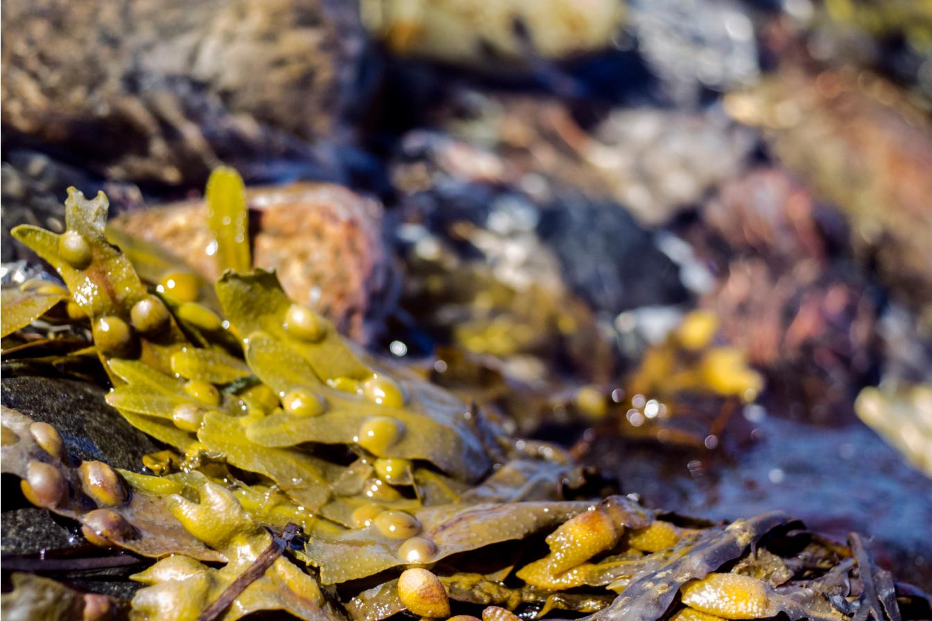 Sea kelp on the shore