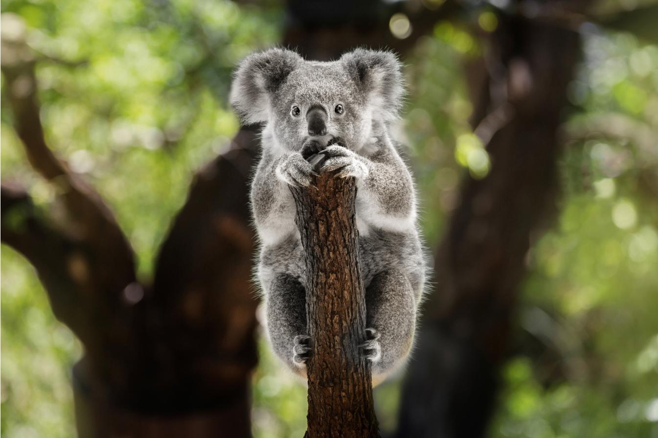 Koala on branch looking straight into camera