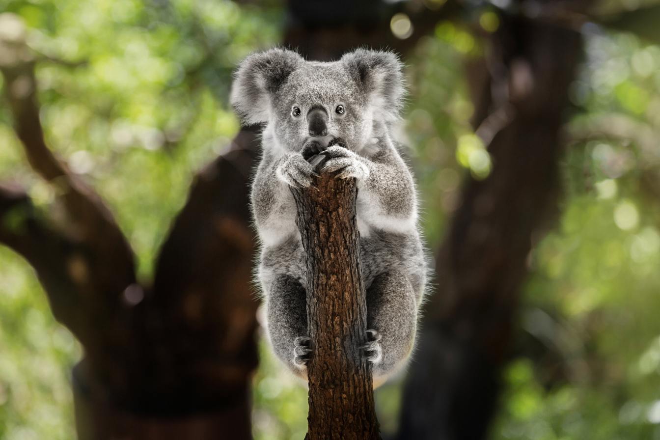 Koala on a branch looking into the camera lens