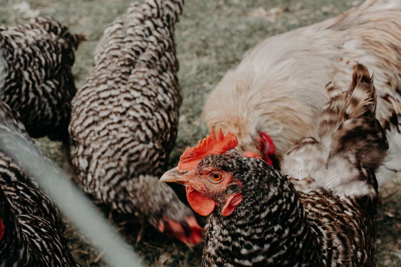 Hens or turkeys on a farm to represent responsible animal farming