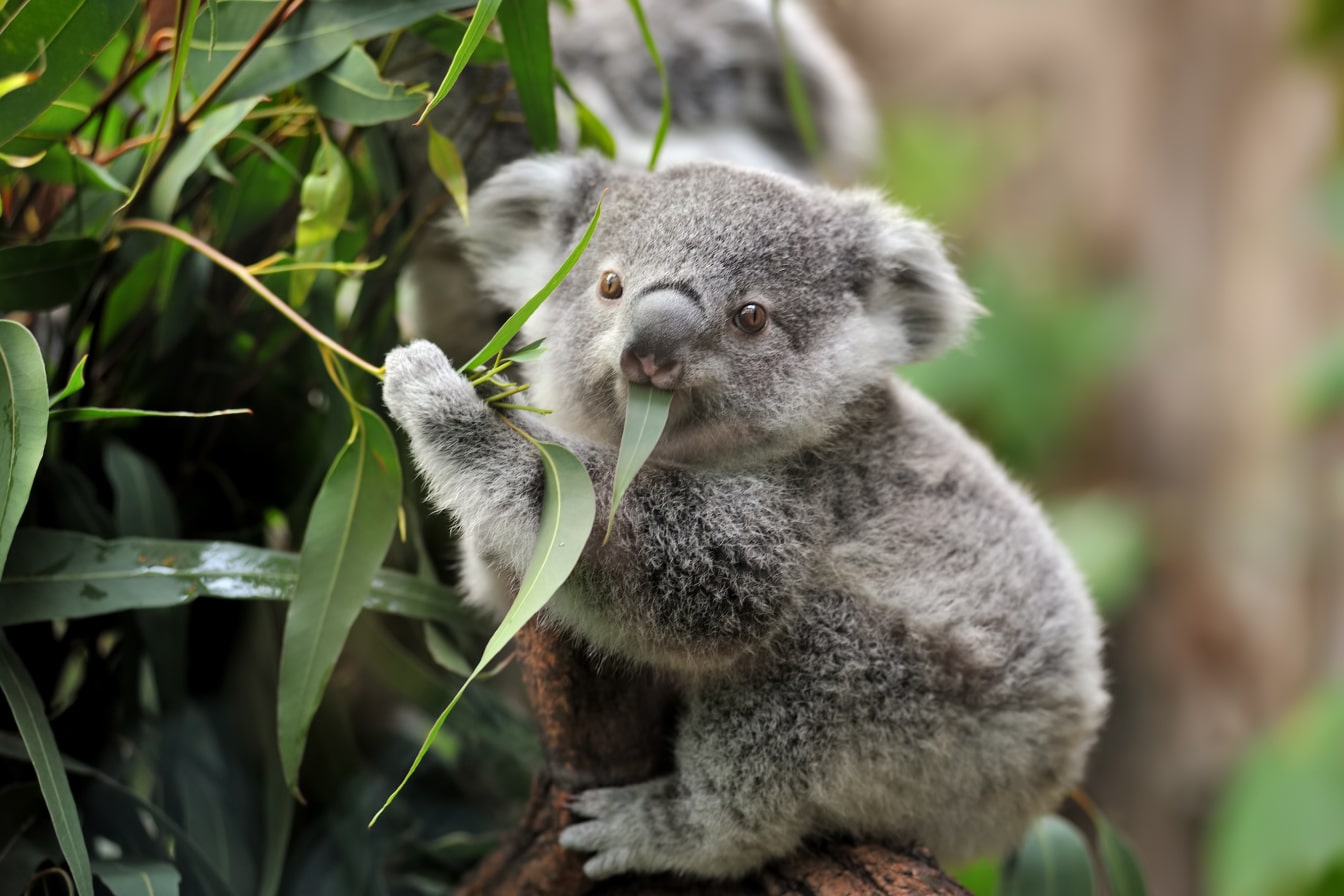 Koala on a tree eating eucalyptus