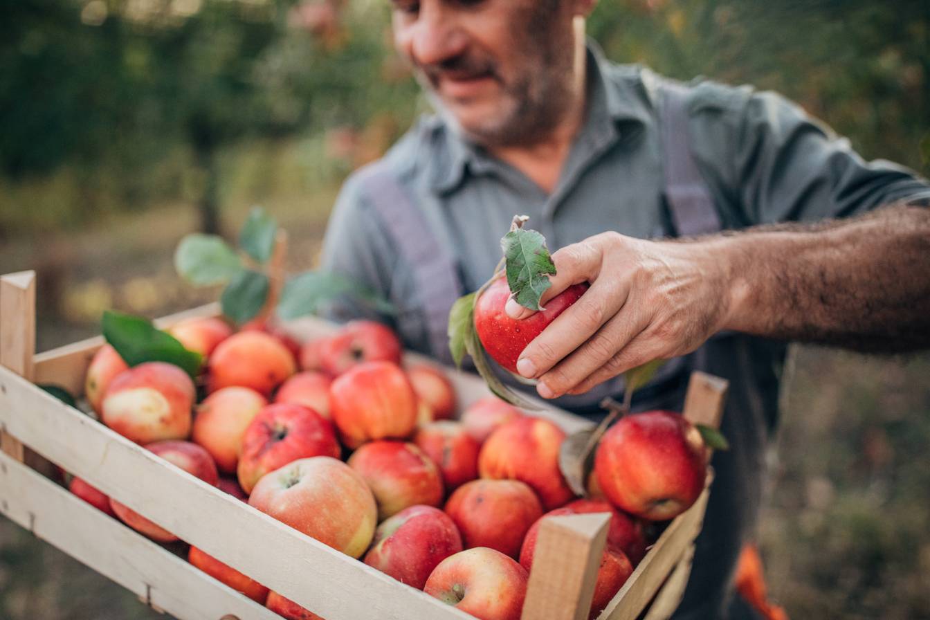 Person picking apples on an orchard with a crated full of fresh produce